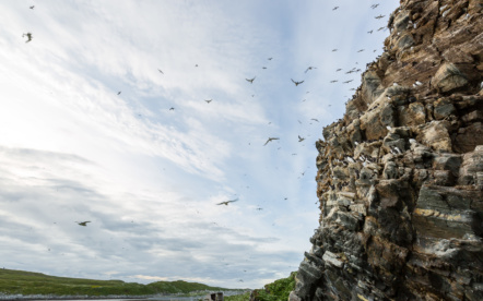 Hornoya Island Bird Cliff in Norway