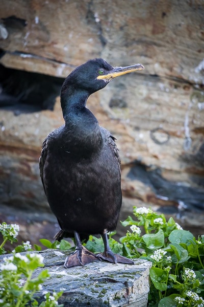 Cormorant at the bird cliff of Hornoya island