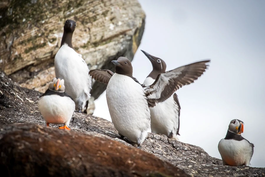 Guillemots and puffins on the bird cliff of Hornoya island