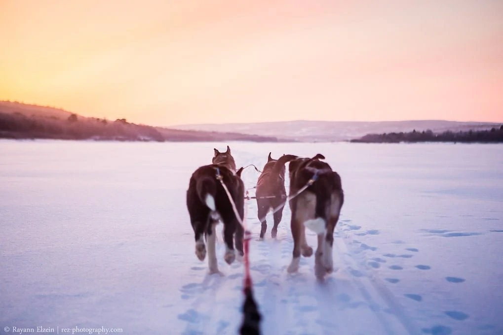 Huskies running on a frozen river towards the orange sky of the sunrise