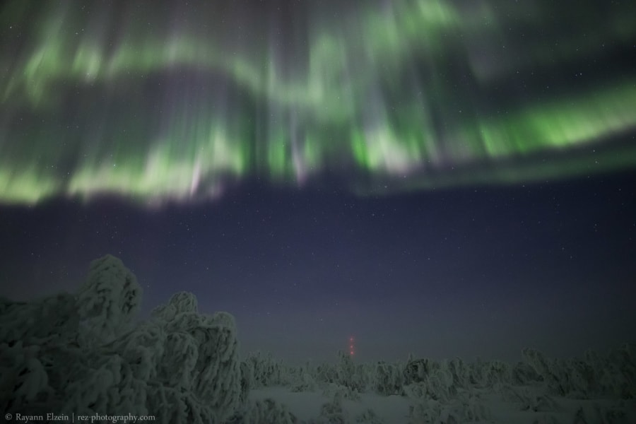 Aurora above the Frozen Trees in Inari in Finland