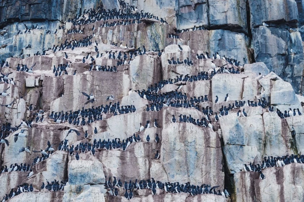 Countless Brünnich's guillemots on the Alkefjellet bird cliff