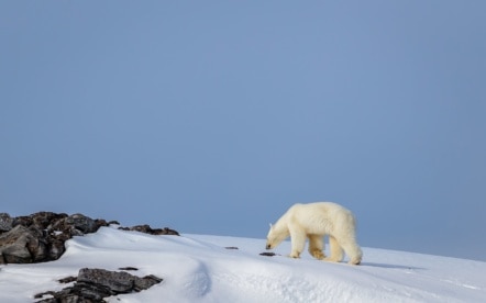 The polar bear that was stranded on Karl-XII island in Svalbard