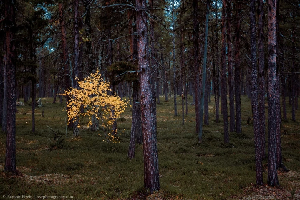 birch tree in autumn foliage in Lapland