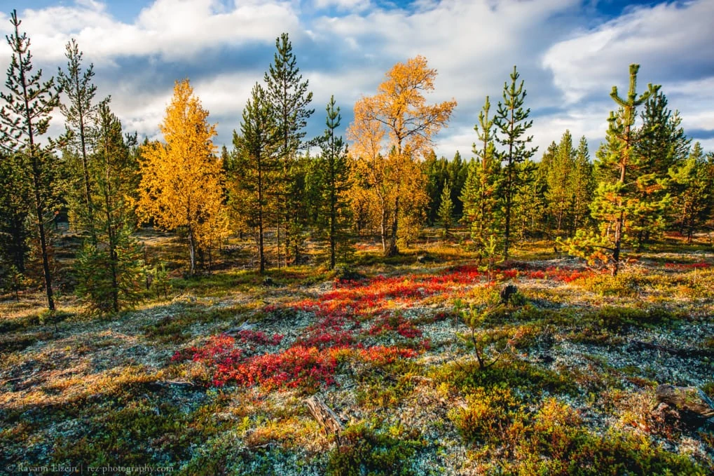 autumn colours in lapland