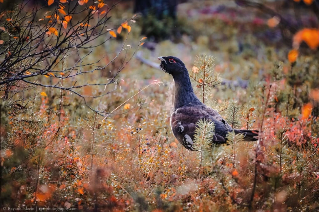 western capercaillie in Lapland