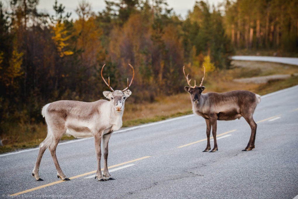 rennes sur la route en Laponie en automne