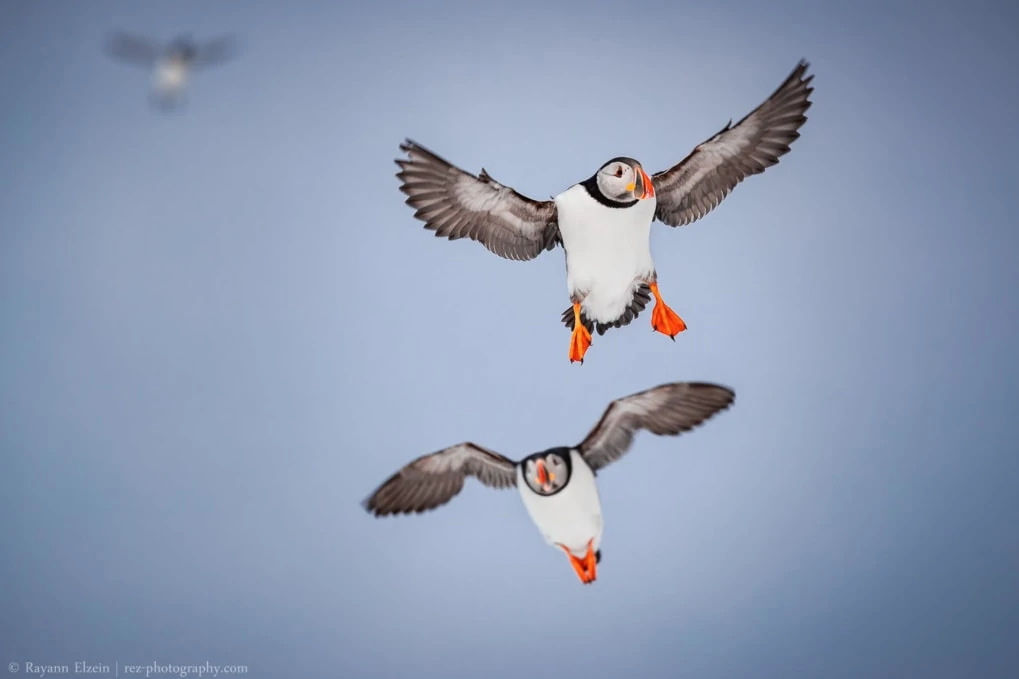macareux atterrissant sur l’île de Hornøya lors d'une sortie ornithologique à Varanger