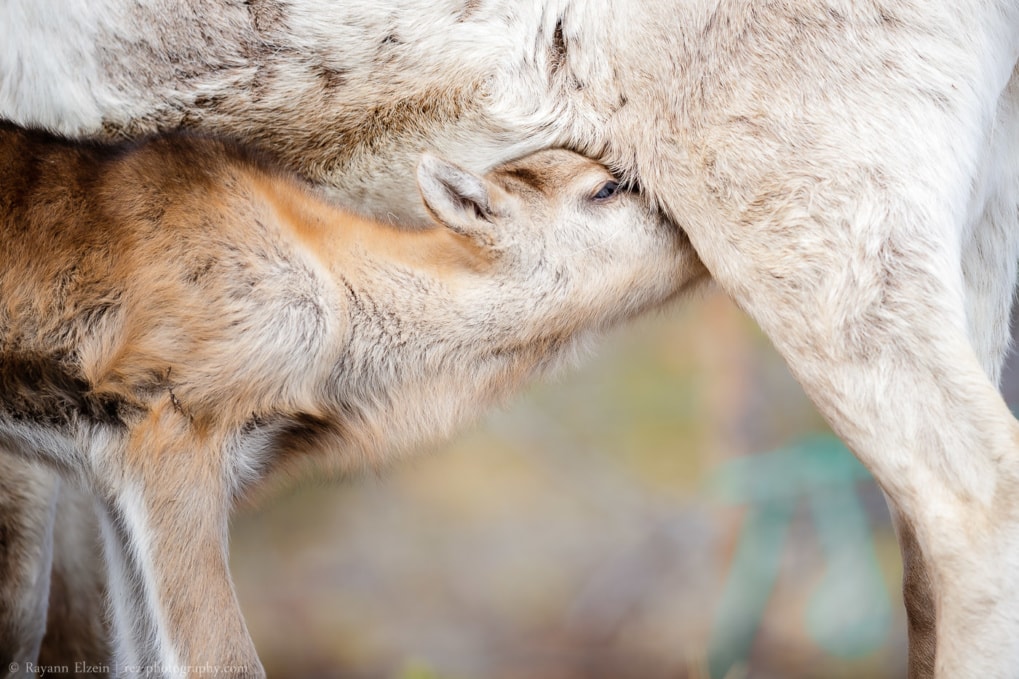 reindeer calf eating his mother's milk