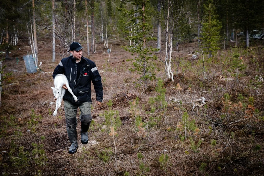 reindeer herder carrying a white calf in order to earmark it
