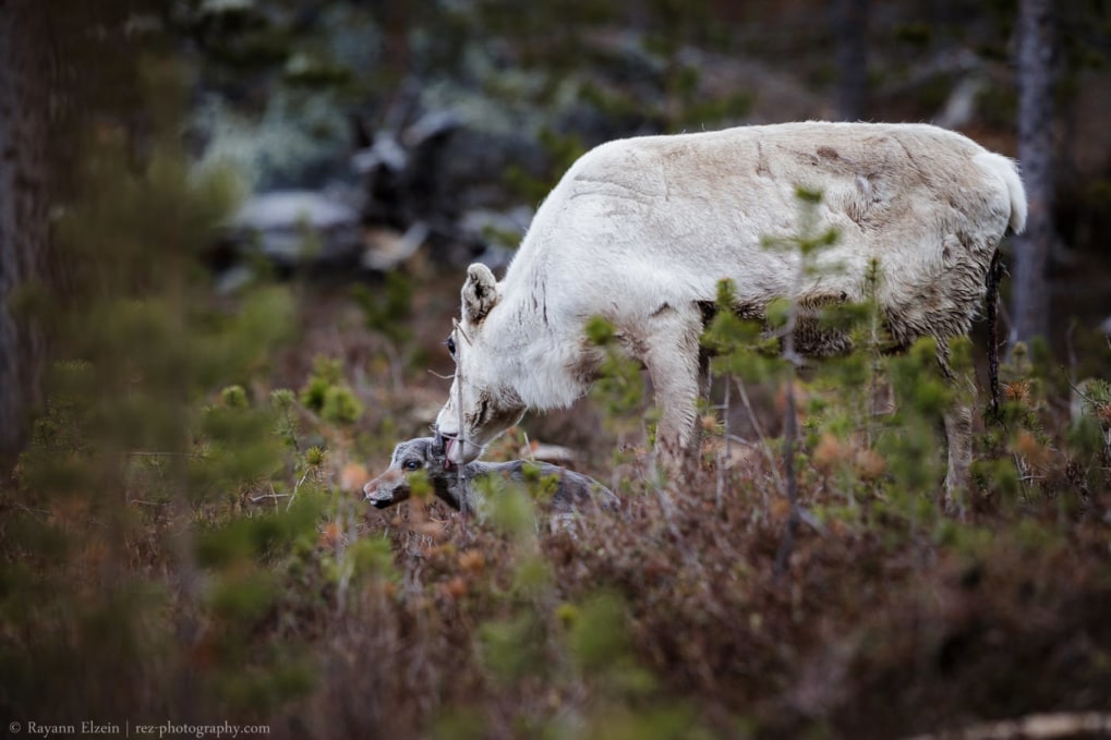 Female reindeer licking her minutes old calf