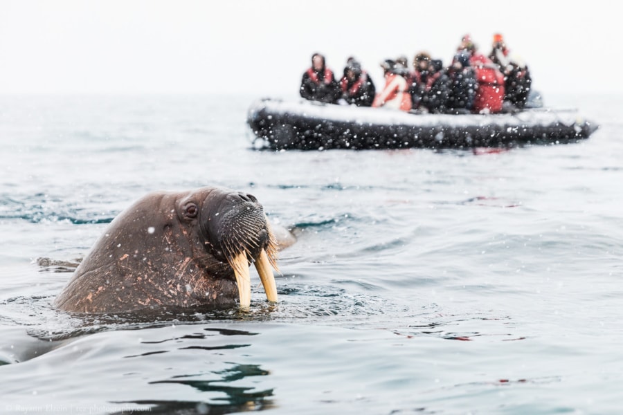 Walrus in the water with zodiac and tourists in the background