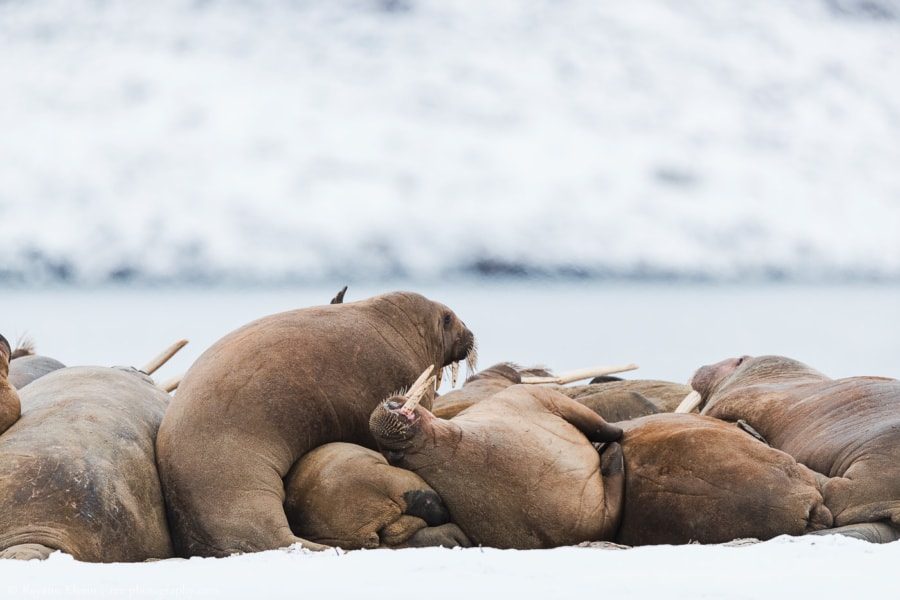 Walrus haul-out in Svalbard