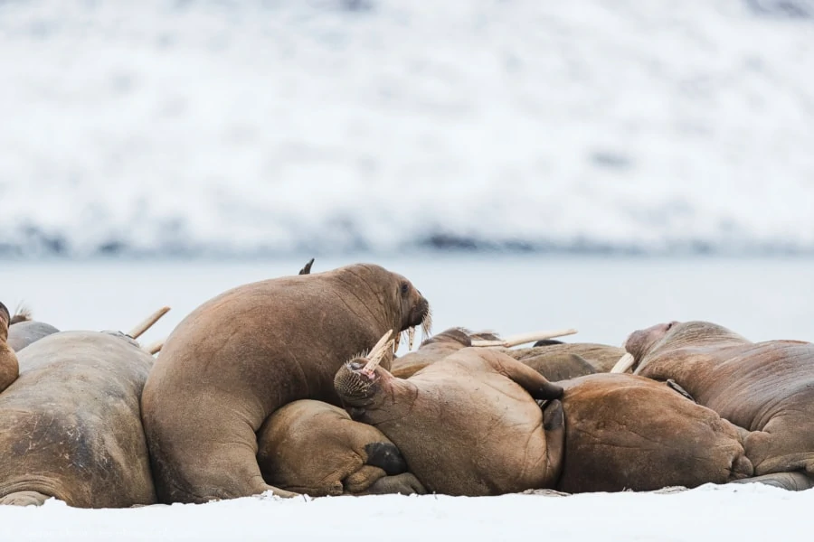 Echouerie de morses au Svalbard