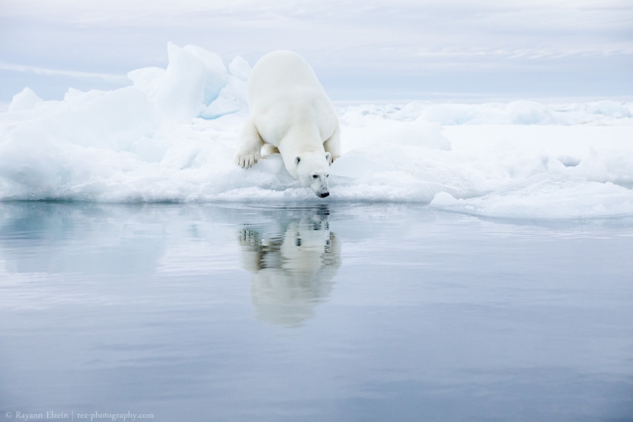 Ours polaire au bord de la banquise qui regarde sa réflexion dans l'eau