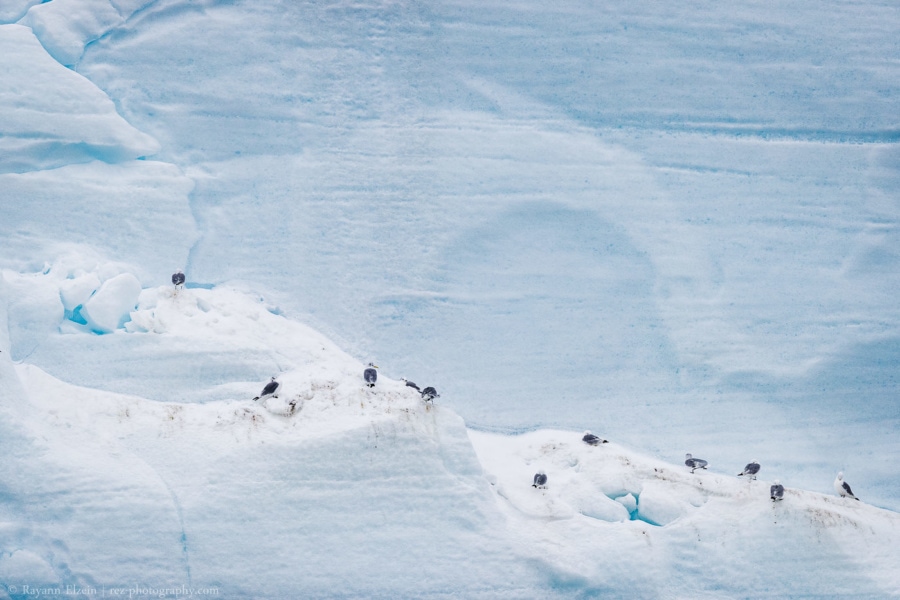 black-legged kittiwakes resting on the glacier face