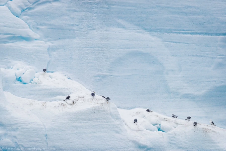 Des mouettes tridactyles se reposent sur le front du glacier