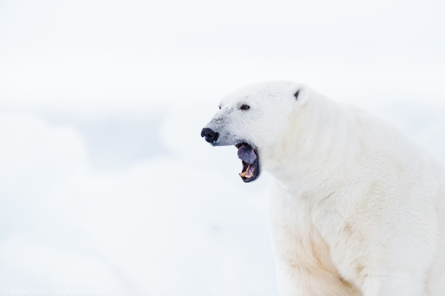 Polar bear yawning