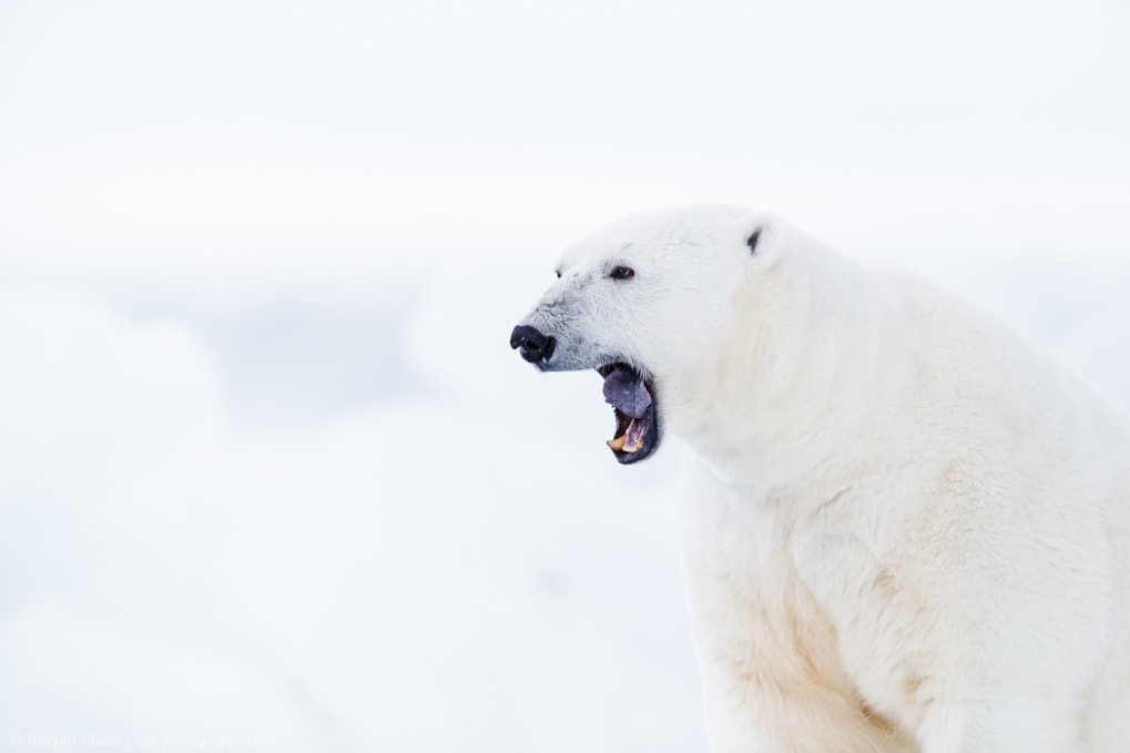 Polar bear yawning in Svalbard