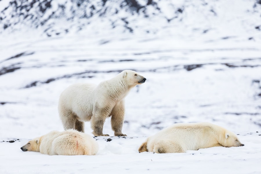 Mother polar bear with her two sleeping cubs.
