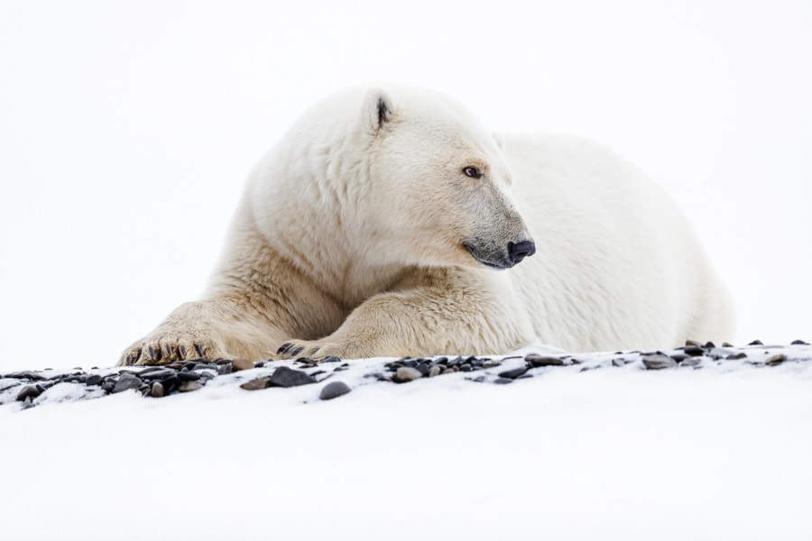 Female polar bear lying in the snow