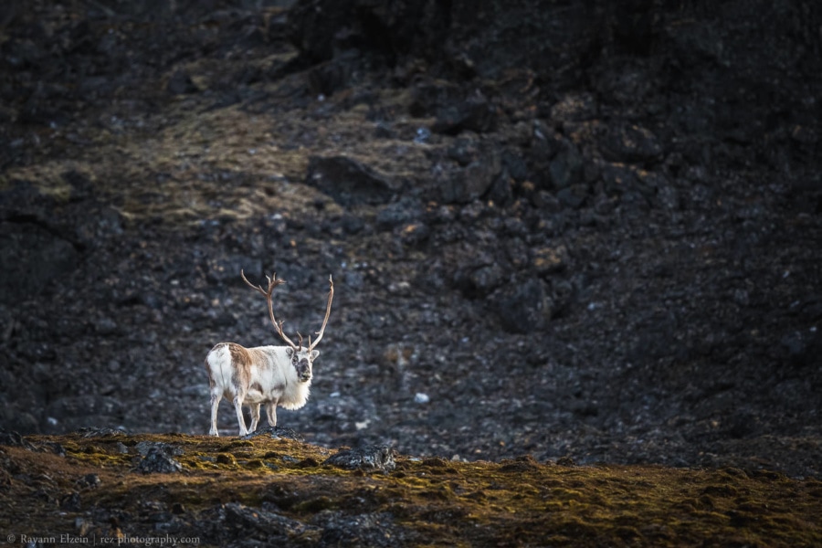 Svalbard reindeer with big antlers on the tundra.