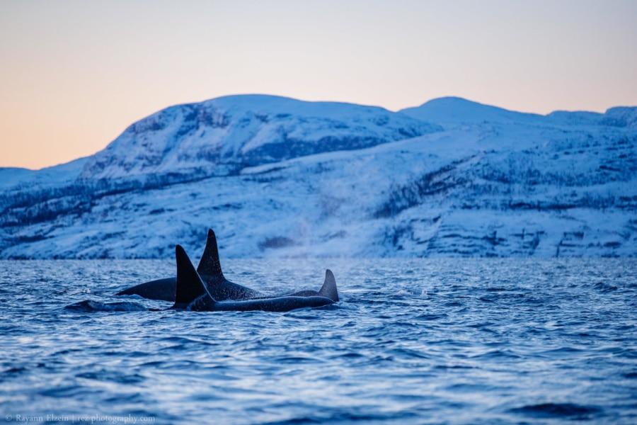Orcas with beautiful Norwegian mountains in the background.