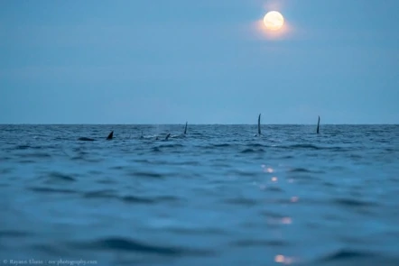 Killer whales under the full moon in Norway