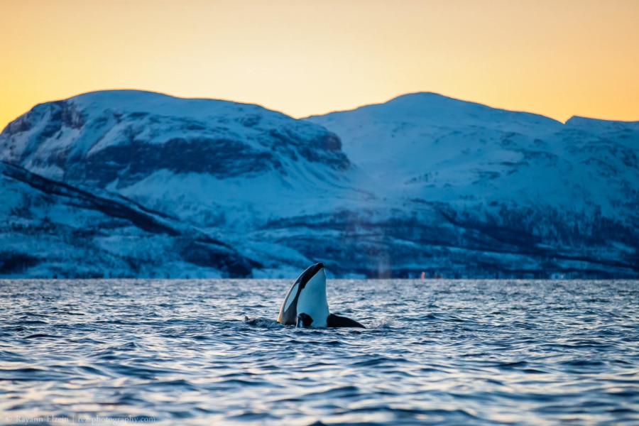 orca (killer whale) spy hopping in a fjord near Tromso