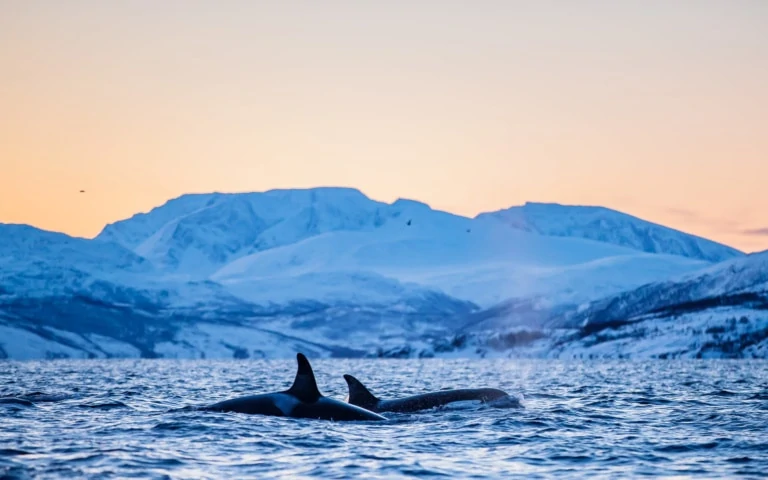 Lire la suite à propos de l’article Voyage photos baleines et aurores boréales – Tromsø (Norvège) – 19-25 janvier 2023