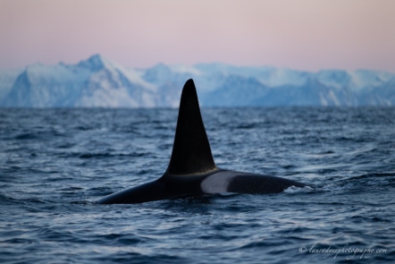 Orca sous une lumière rose en Norvège