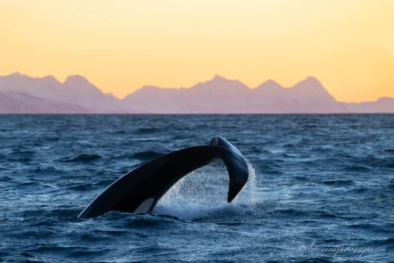 Orca diviing in Norway
